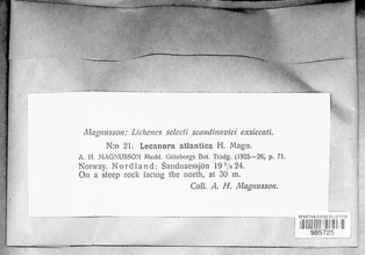 Fuscidea intercincta image